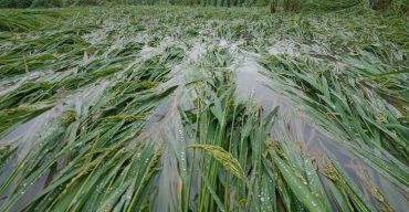 কলাপাড়ায় বিরামহীন বৃষ্টিতে আমন ফসলের ব্যাপক ক্ষতি, কৃষকের মাথায় হাত