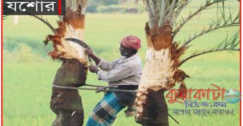 শার্শার প্রতিটি গ্রামের ঘরে ঘরে শুরু হবে গুড়-পাটালী তৈরির উৎসব