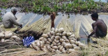 পাট ও পাটজাত পণ্যের রপ্তানি আয় ৪০ শতাংশ বেড়েছে