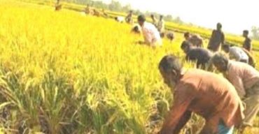 গলাচিপায় নবান্নের আনন্দের আমন ধান কাটার ধুম