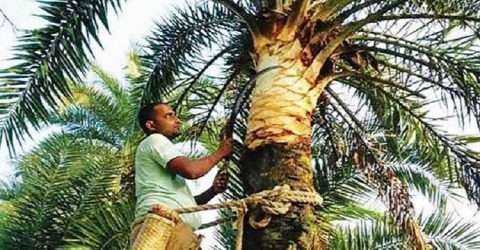 গলাচিপায় খেজুরের রস সংগ্রহের প্রস্তুতিতে ব্যস্ত সময় পার করছেন গাছিরা