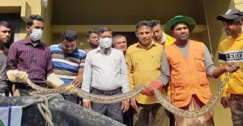 বাগেরহাটে ৭ ফুট লম্বা অজগর উদ্ধারের পর সুন্দরবনে অবমুক্ত