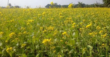ঝিনাইদহে সরিষা চাষে কৃষকের মুখে হাসি
