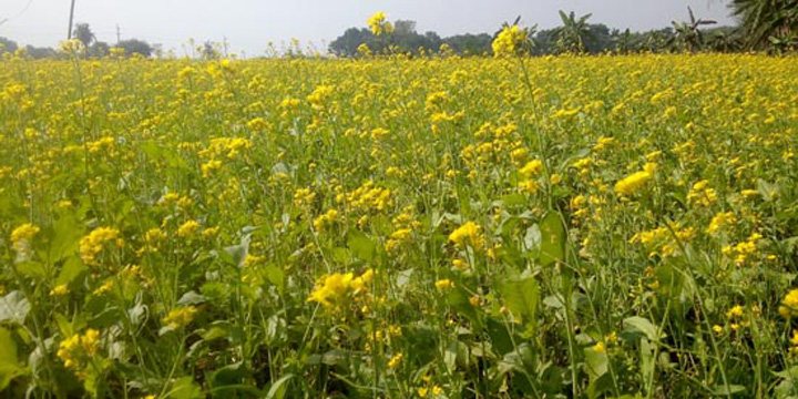 ঝিনাইদহে সরিষা চাষে কৃষকের মুখে হাসি