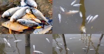 বাগেরহাটে বোলপুরে রাতের আঁধারে পুকুরে বিষপ্রয়োগে মাছ নিধন