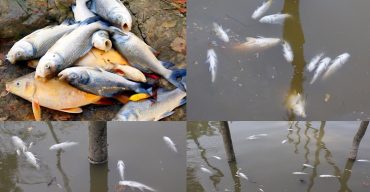 বাগেরহাটে বোলপুরে রাতের আঁধারে পুকুরে বিষপ্রয়োগে মাছ নিধন