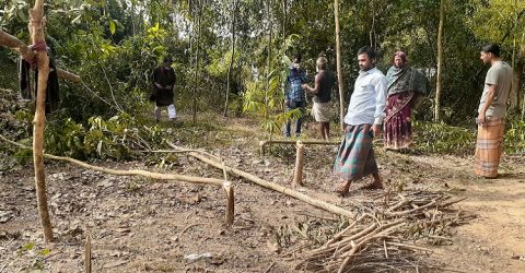 মৌলভীবাজারে প্রতিবেশীর জমির গাছ কেটে ফেলার অভিযোগ