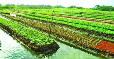 দেউলবাড়ী-দোবরা ভাসমান সবজি চাষ বিশ্ব স্বীকৃতী অর্জন