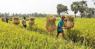 ঝিনাইদহের মাঠে মাঠে চলছে হৈ চৈ আর কৃষকদের উৎফুল্লতা