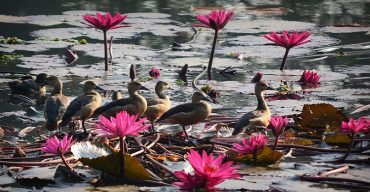 অতিথি পাখির কলতানে মুখর জাবির ক্যাম্পাস
