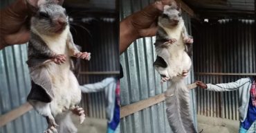 বান্দরবানের লামায় বিরল প্রজাতির কাট বিড়াল উদ্ধার