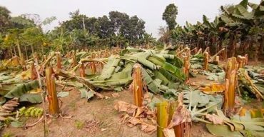 শৈলকুপায় ১৮ শতাংশ জমির ধরন্ত কলাগাছ কেটে দিয়েছে দূর্বৃত্তরা!