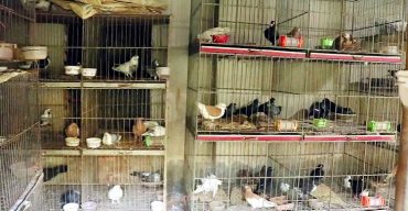 সৌখিন কবুতরের খামার গড়ে তুলে অভাবনীয় সাফল্য অর্জন