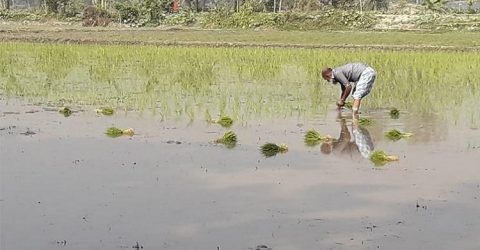 পটুয়াখালীর দশমিনায় বোরো চাষে ব্যস্ত চাষিরা