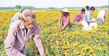 ঝিনাইদহে ফুলচাষিদের সব স্বপ্ন কেড়ে নিল করোনা ভাইরাস!