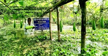 কুলাউড়ায় জলাবদ্ধ পতিত জমিতে বারি লাউ-৪ এর সফল চাষাবাদ