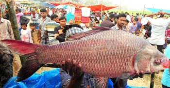 শেরপুরে ঐতিহ্যবাহী মাছের মেলা হবেনা