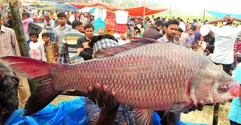 শেরপুরে ঐতিহ্যবাহী মাছের মেলা হবেনা