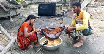 দক্ষিনাঞ্চলের অর্থকারী ফসল গোল গাছ: ডগা থেকে বেরিয়ে আসছে মিষ্টি রস