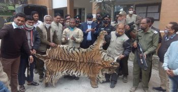 বিশ্ব ঐতিহ্য সুন্দরবনের বাঘের চামড়াসহ চোরা কারবারি আটক