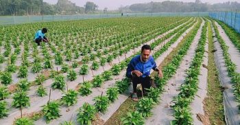 ক্যাপসিকাম চাষে ব্যাপক সাফল্য দেখছে কৃষকরা