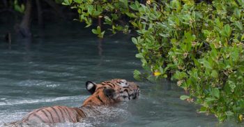 সুন্দরবনে কাঁকড়া আহরণে গিয়ে বাঘের আক্রমণে দুই জেলে নিহত