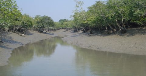 উপকূলবাসীর সুপেয় পানির চাহিদা মেটাতে সুন্দরবনে ৮৮টি পুকুর পুনঃখনন করা হচ্ছে