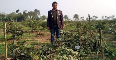 ঝিনাইদহে যুবকের ১৯০ শতক জমির ৩শ পেয়ারা গাছ কেটে দিল দূর্বৃত্তরা!