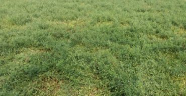 পটুয়াখালীর গলাচিপায় খেসারির বাম্পার ফলনের সম্ভাবনা