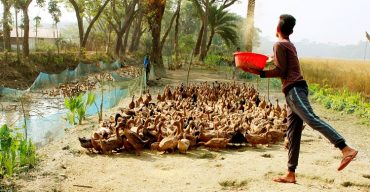 রাজাপুরে হাঁস পালনে ভাগ্য ফিরেছে করোনায় বেকার দুই কলেজ ছাত্র ভাইয়ের!!