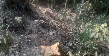 মৌলভীবাজারে অবাধে চলছে সরকারি গাছ কাটা