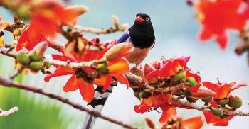 ফুল ফুটুক আর নাই ফুটুক আজ বসন্ত