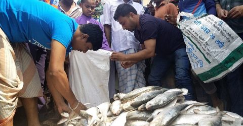 কুয়াকাটায় ১৬ মণ জাটকা ইলিশ জব্দ