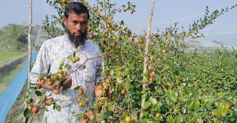 বাগেরহাটে মোড়েলগঞ্জে আবু বকর‘কুল’ ফলে সাড়া জাগিয়েছে