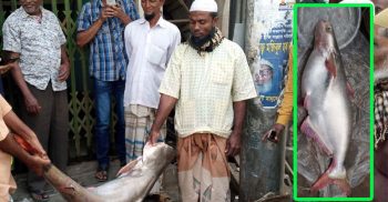 বরগুনার পাথরঘাটায় জেলের বরশিতে ধরা পড়লো ৩২ কেজি ওজনের পাঙ্গাস