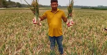 পেঁয়াজের দাম কিছুটা কম হলেও শৈলকুপায় পেঁয়াজের বাম্পার ফলনে কৃষকের মুখে হাসি
