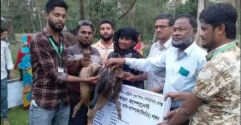 রাঙ্গাবালীতে হতদরিদ্র পরিবারের মাঝে হাঁস মুরগী বিতরণ