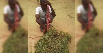 রোপনকৃত তরমুজ গাছের সাথে এ কেমন শত্রুতা!