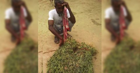 রোপনকৃত তরমুজ গাছের সাথে এ কেমন শত্রুতা!