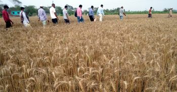 উপক‚ লবর্তী জমিতে লবণাক্ত সহিষ্ণু নতুন জাতের গম উদ্ভাবন