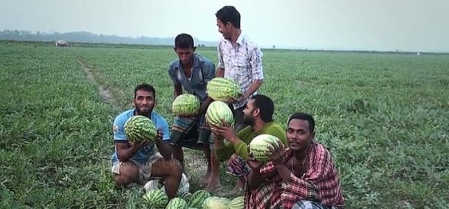গলাচিপায় তরমুজ চাষে বাম্পার ফলন