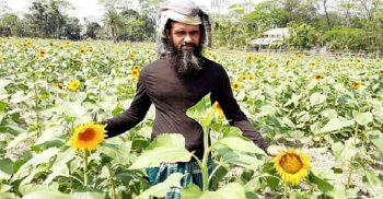 পটুয়াখালীর দশমিনায় সূ’র্যমু’খীর বা’ম্পা’র ফলন
