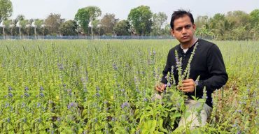 মেক্সিকো ও আমিরেকার পুষ্টিগুন সম্পন্ন “চিয়া” চাষ হচ্ছে ঝিনাইদহে