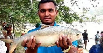 ভোলায় পুকুরে পাওয়া গেল ৮টি তাজা ইলিশ