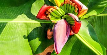 ডায়বেটিস কমায় কলার মোচা