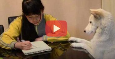 মেয়ের পড়াশোনা নজরদারিতে প্রশিক্ষিত কুকুর নিয়োগ