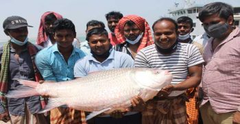 রাজবাড়ীর ৩০ কেজির কাতলের দাম ৫১ হাজার টাকা