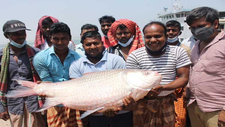 রাজবাড়ীর ৩০ কেজির কাতলের দাম ৫১ হাজার টাকা