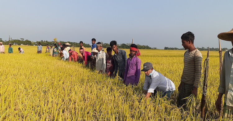 বর্গাচাষীর মুখে হাসি কাউয়াদিঘি হাওরে ধান কাটা উৎসব