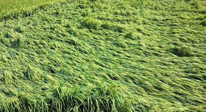 ঝিনাইদহে প্রচন্ড গরমে বয়ে যাওয়া কালবৈশাখী ঝড়ে ১১৭ হেক্টর ইরি-বোরো ধানের ব্যাপক ক্ষতি!